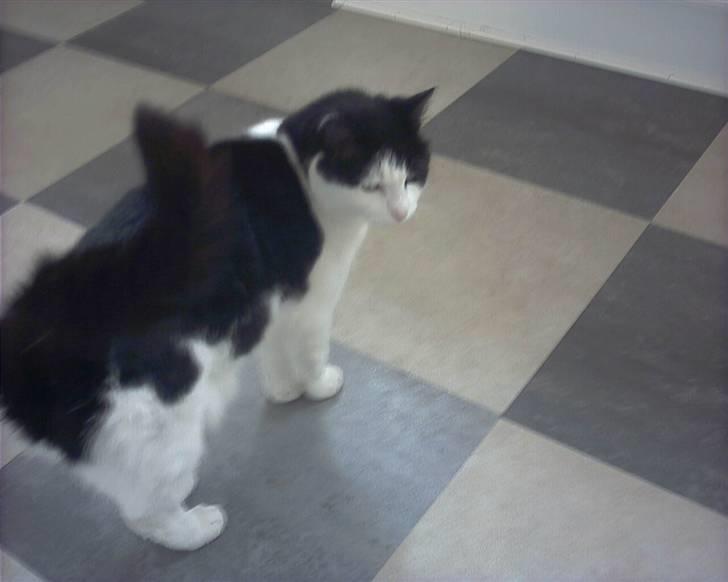 Huskat Mille *R.I.P* <3 - Hun vil vidst have noget mad. billede 5