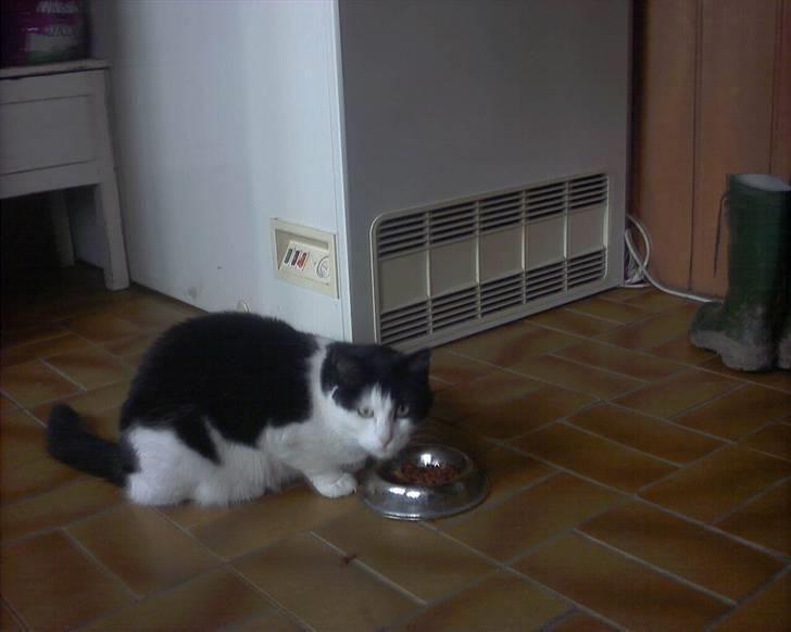 Huskat Mille *R.I.P* <3 - Og det får hun. billede 6