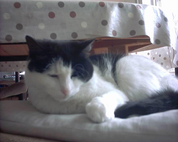 Huskat Mille *R.I.P* <3 - også skal hun hen og sove igen, det var så lidt af det Mille laver.  billede 7