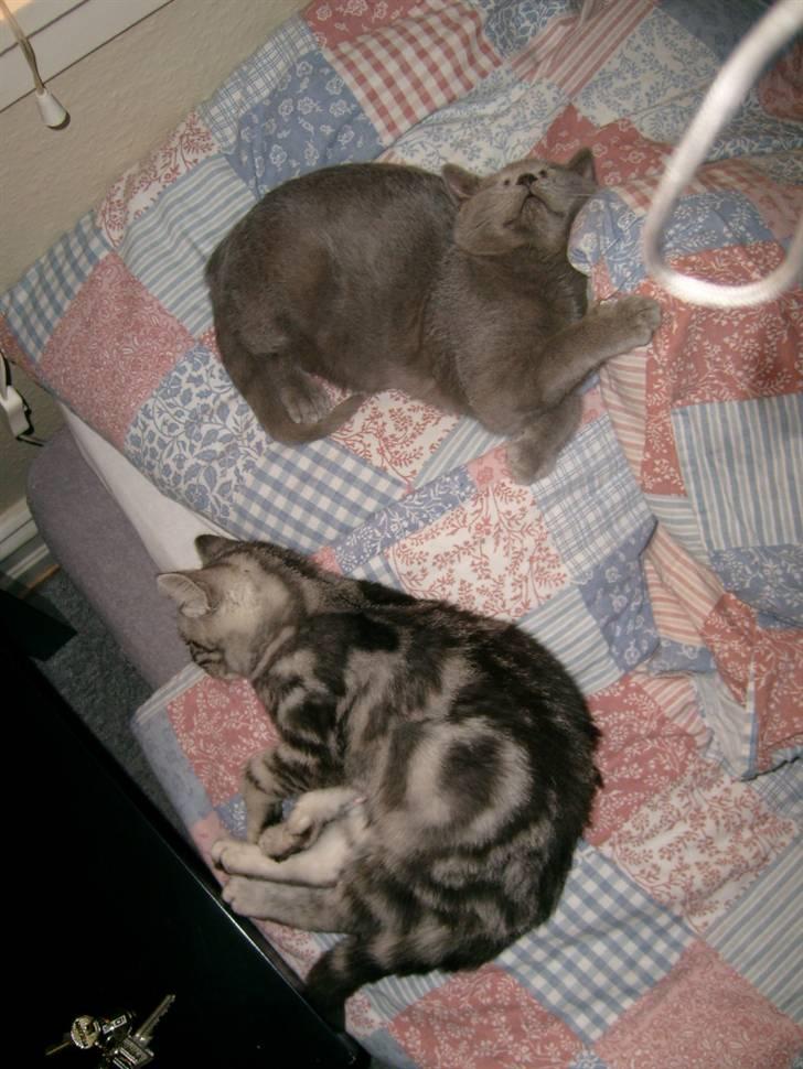 British Shorthair Balou R.I.P billede 2