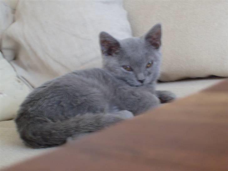 British Shorthair Balou R.I.P billede 3
