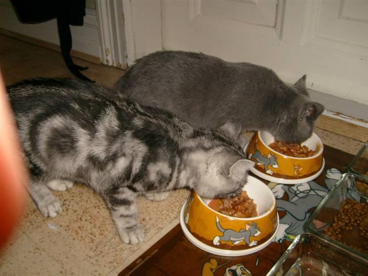 British Shorthair Balou R.I.P billede 4