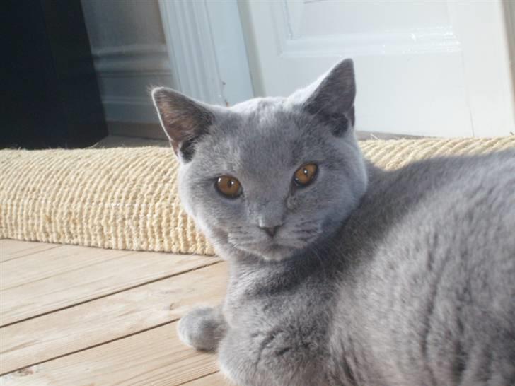 British Shorthair Balou R.I.P billede 5