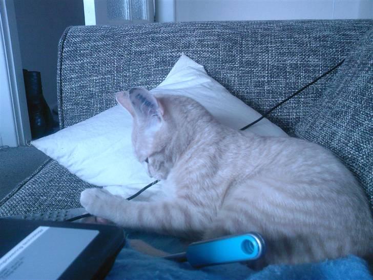 Huskat Emil billede 2