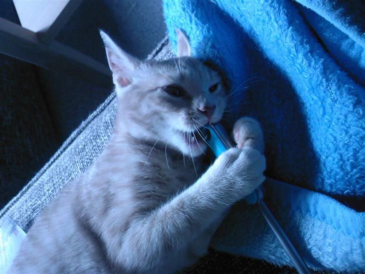 Huskat Emil billede 3