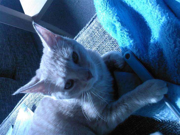 Huskat Emil billede 4