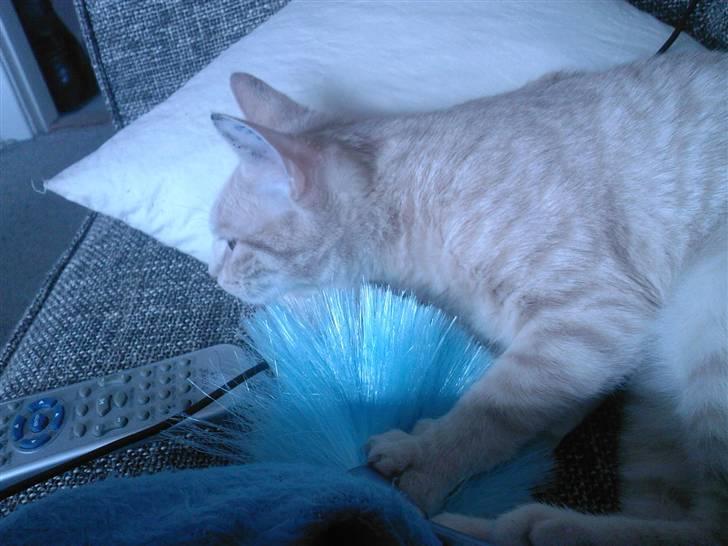 Huskat Emil billede 5