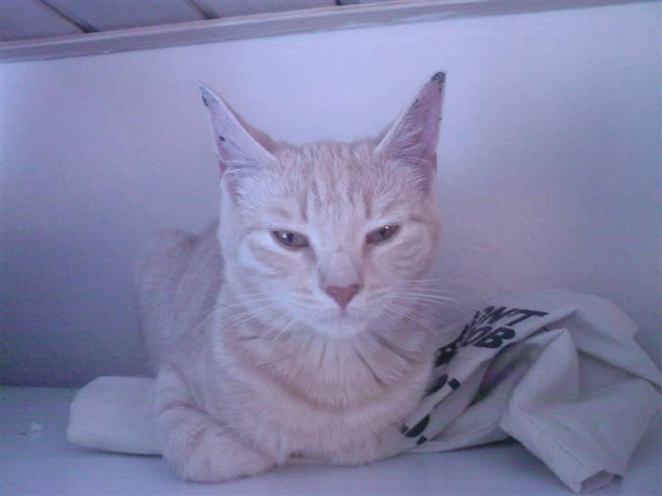 Huskat Emil billede 6