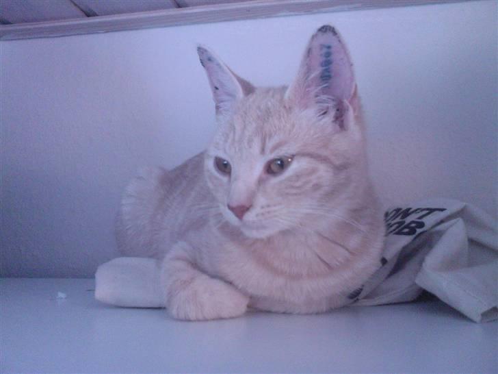 Huskat Emil billede 7