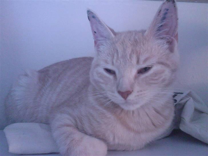 Huskat Emil billede 8