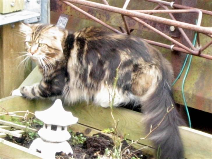Maine Coon 'James Dean' aka Gangster billede 15