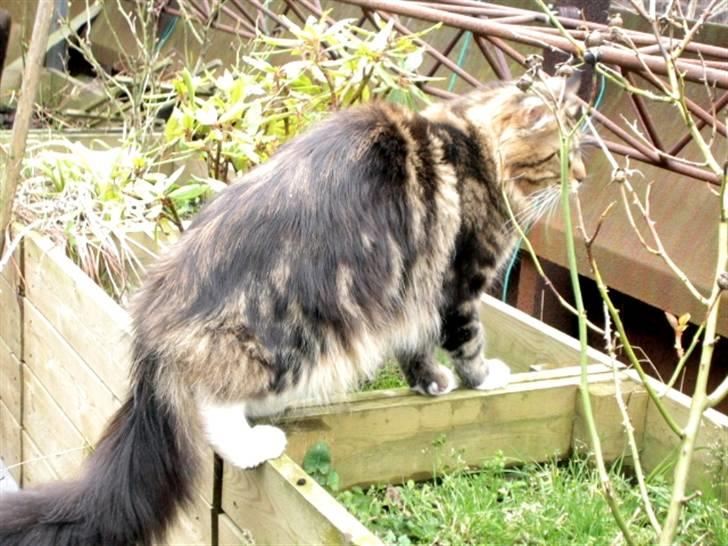 Maine Coon 'James Dean' aka Gangster billede 16