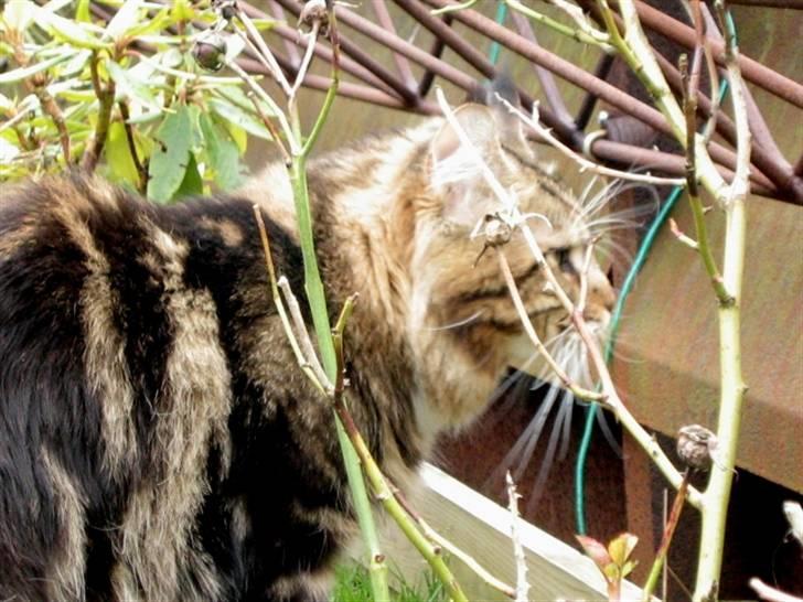 Maine Coon 'James Dean' aka Gangster billede 17