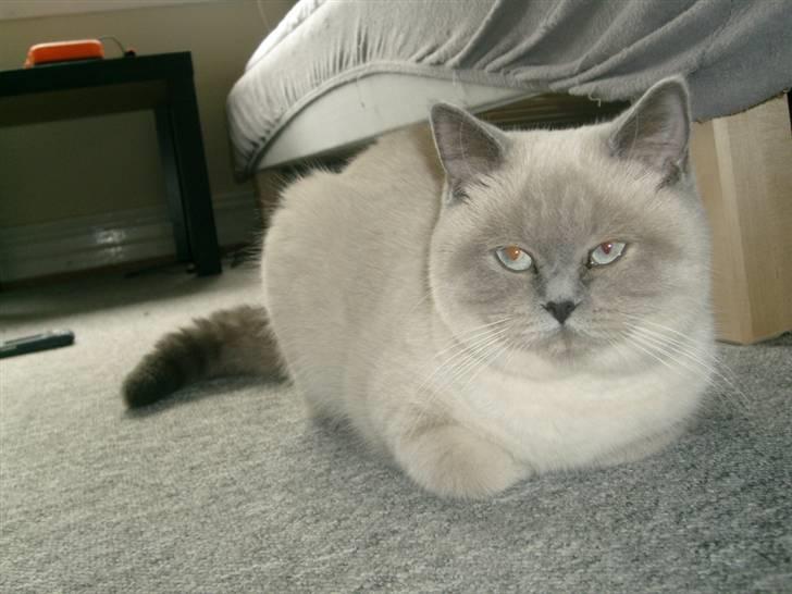 British Shorthair Wiki's Ida billede 1
