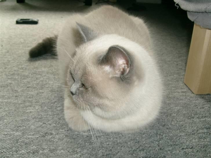 British Shorthair Wiki's Ida billede 2