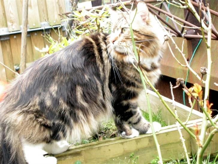 Maine Coon 'James Dean' aka Gangster billede 18
