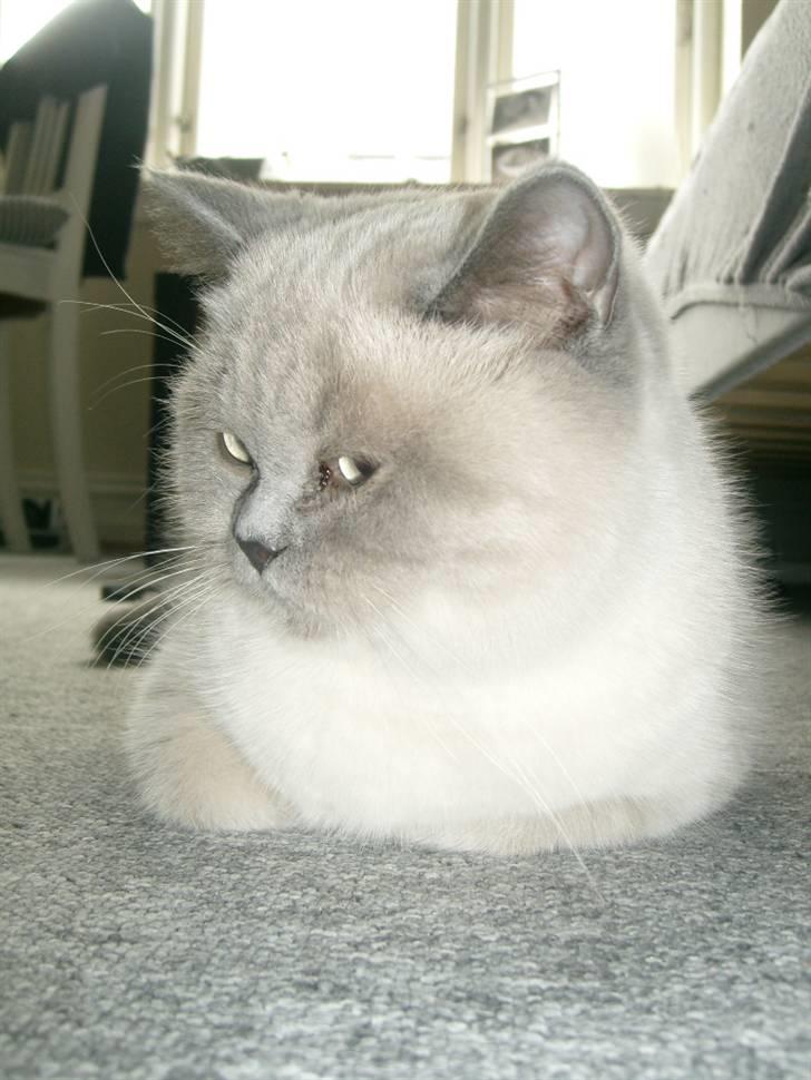 British Shorthair Wiki's Ida billede 3