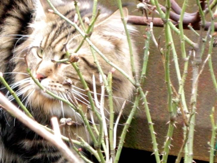 Maine Coon 'James Dean' aka Gangster billede 19