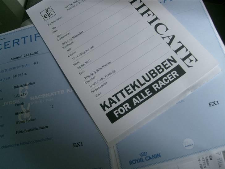 British Shorthair Wiki's Ida billede 4