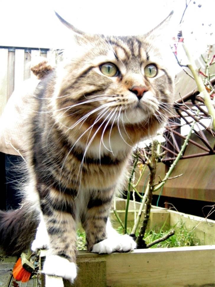 Maine Coon 'James Dean' aka Gangster billede 20