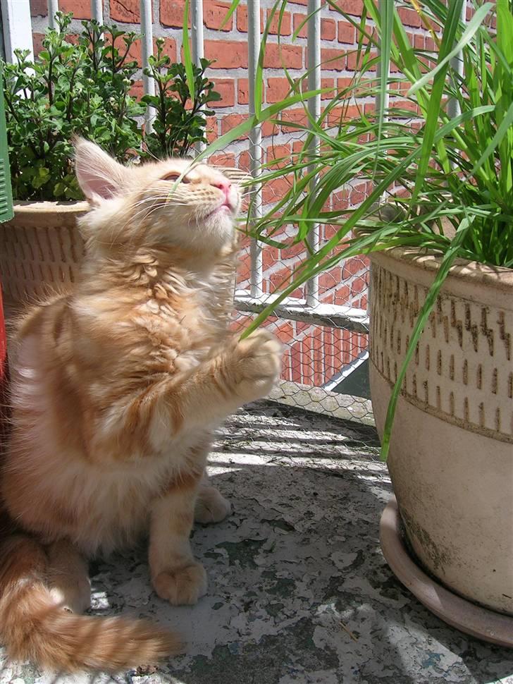 Maine Coon Lykken's Lystig - Lykkens Lystig 5 uger gammel billede 1