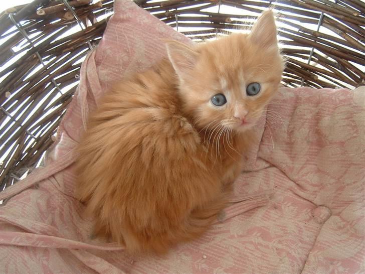 Maine Coon Lykken's Lystig billede 2