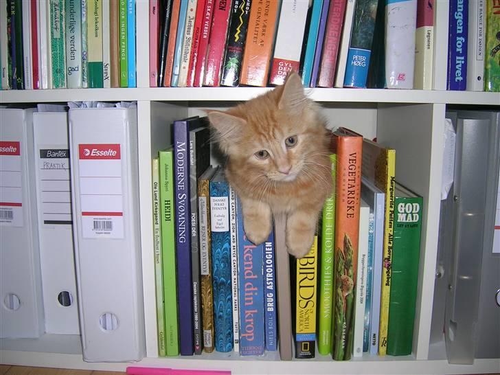 Maine Coon Lykken's Lystig billede 3