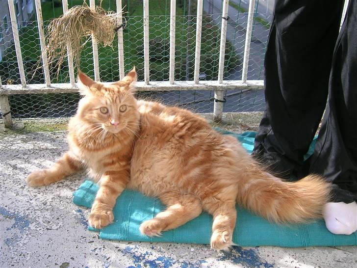Maine Coon Lykken's Lystig - fra oktober billede 4