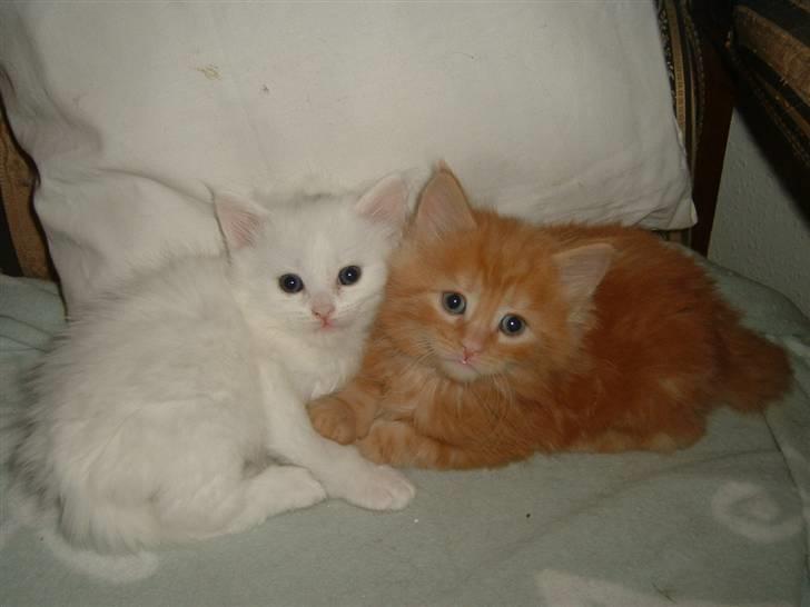 Maine Coon Lykken's Lystig - Lystig med brormand billede 5