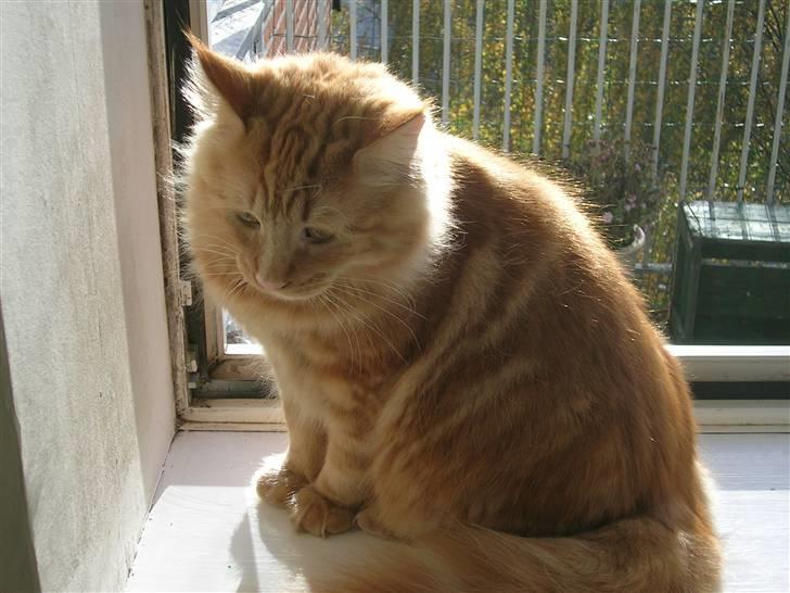 Maine Coon Lykken's Lystig - Lykkens Lystig billede 6