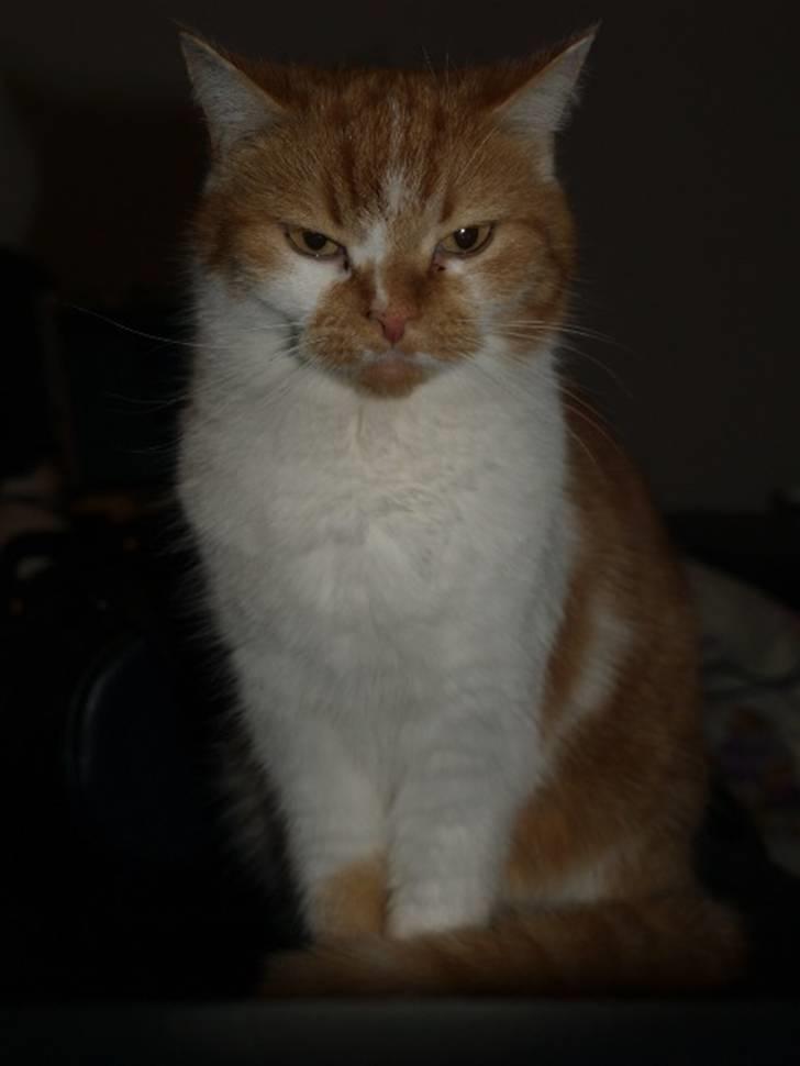 Blanding af racer Trud billede 1