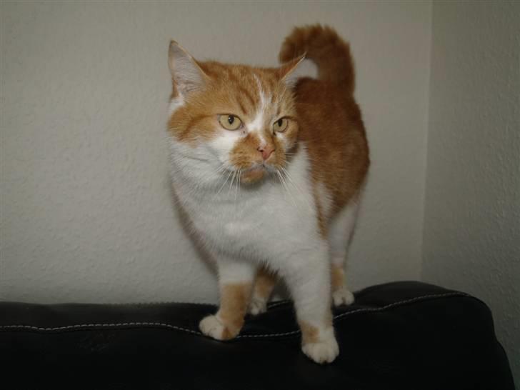 Blanding af racer Trud billede 2