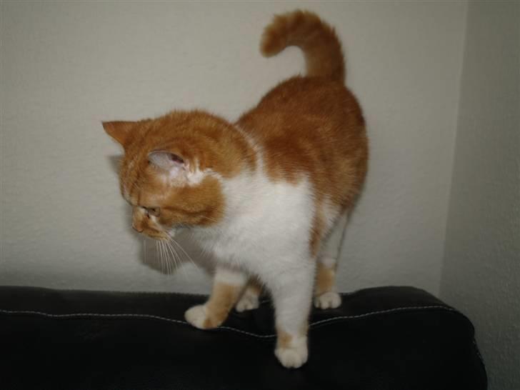 Blanding af racer Trud billede 3