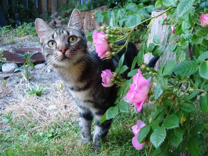 Blanding af racer Bella - Bella er gået på opdagelse i haven..  billede 1