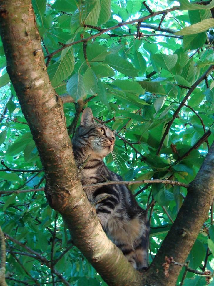 Blanding af racer Bella - queen of the trees ;0) billede 2