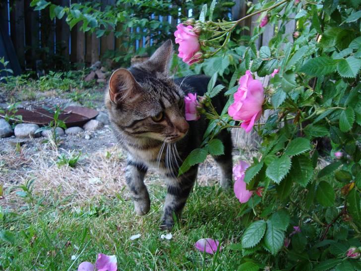 Blanding af racer Bella - Der bliver snust til blomster her ;) billede 3