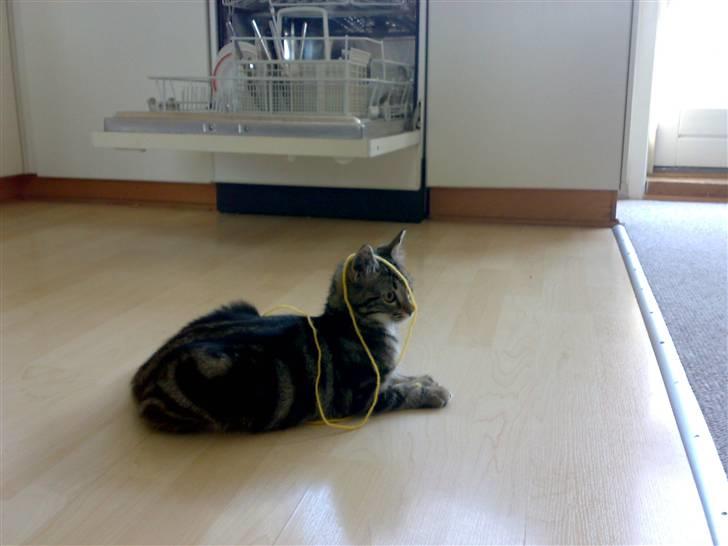 Blanding af racer Bella - Uha, der var hun godt nok noget mindre .. *GG* billede 4