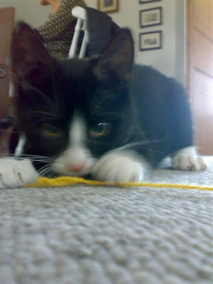 Blanding af racer Bella - Bellas afdøde kæreste. Rest in peace Balou.. billede 5