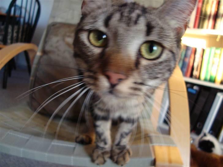 Blanding af racer Bella - yderst spændene camera.. billede 6