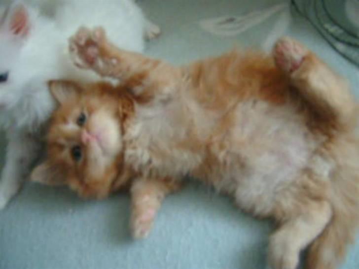 Maine Coon Lykken's Lystig billede 7