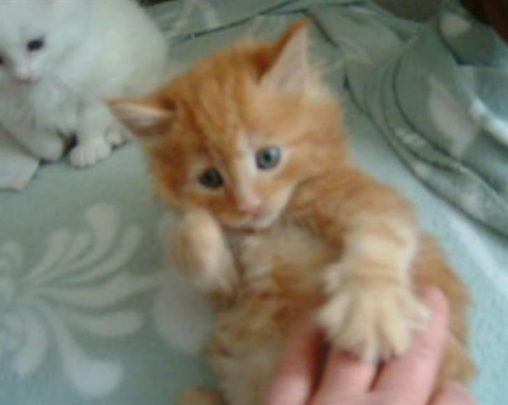Maine Coon Lykken's Lystig billede 8