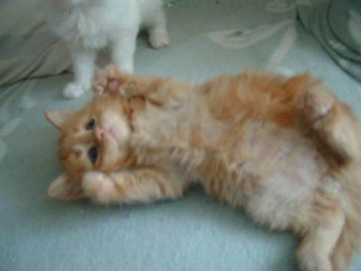 Maine Coon Lykken's Lystig billede 9