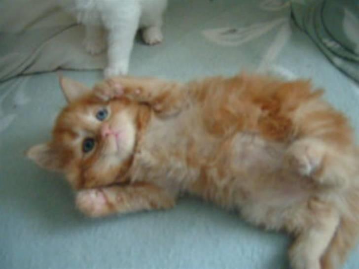 Maine Coon Lykken's Lystig billede 10