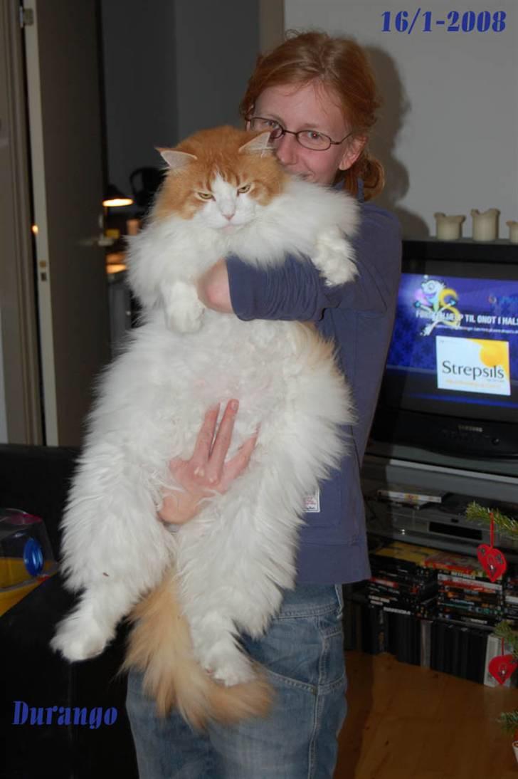 Maine Coon Durango - Ordenlig bassemand :) billede 7
