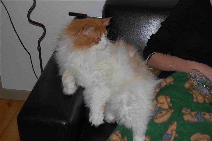 Maine Coon Durango - Her sidder vi da meget godt, syns du ikk? billede 8