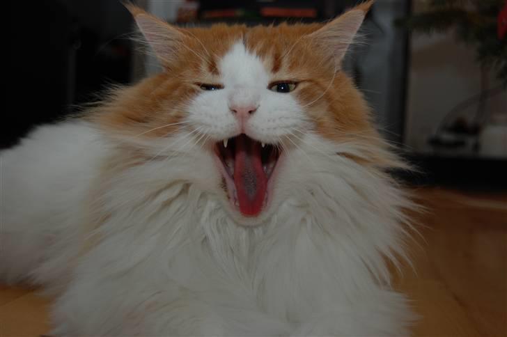 Maine Coon Durango - GAB siger man så!! billede 9