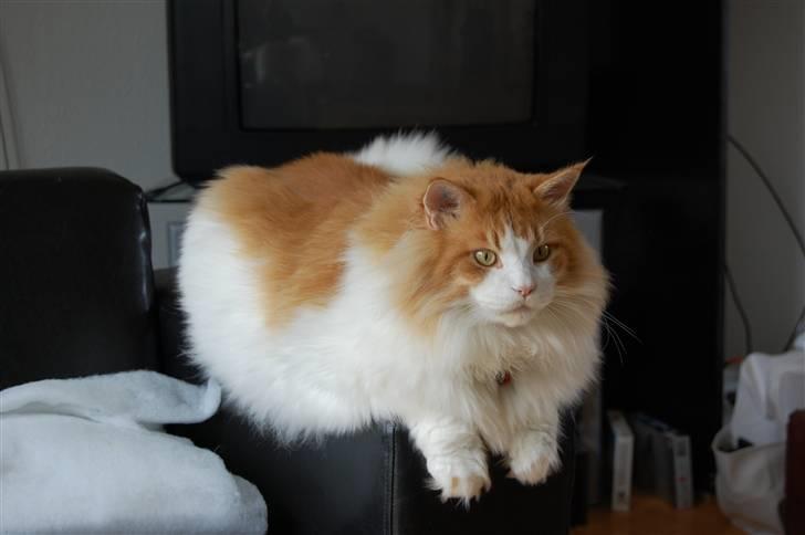 Maine Coon Durango - Ligger bare og lytter :) billede 10
