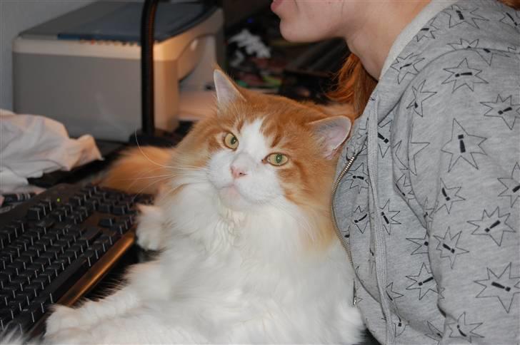 Maine Coon Durango - Nørder lidt med mor billede 11