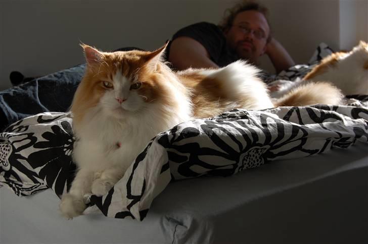Maine Coon Durango - Se lige min løvemanke billede 12