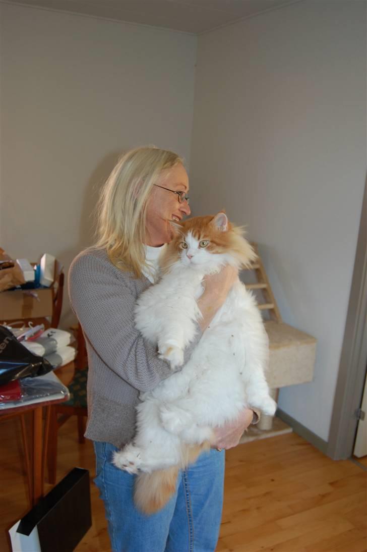 Maine Coon Durango - Blir altså lidt betuttet når farmor kommer og siger "nøøøjh hvor er du blevet stoooor dreng" og løfter mig op på armen :) billede 13